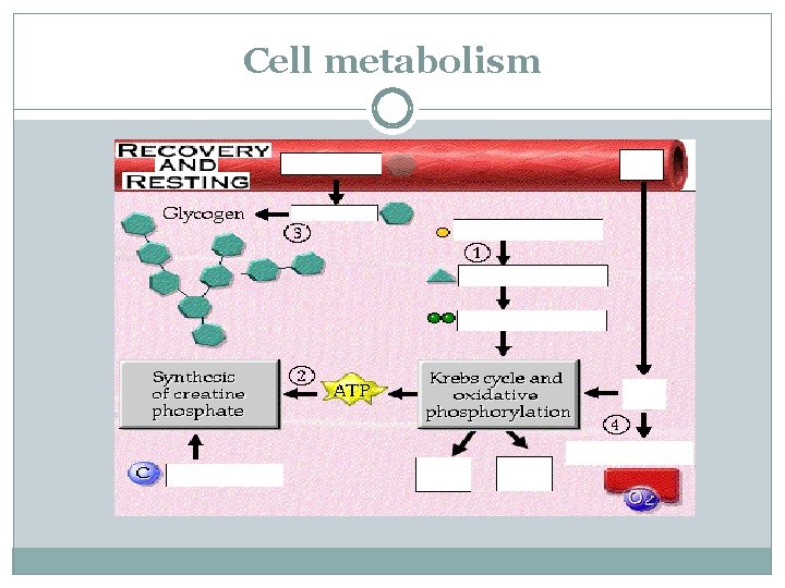Cell metabolism 