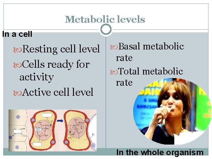 Metabolic levels In a cell Resting cell level Cells ready for activity Active cell