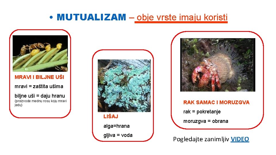  • MUTUALIZAM – obje vrste imaju koristi MRAVI I BILJNE UŠI mravi =