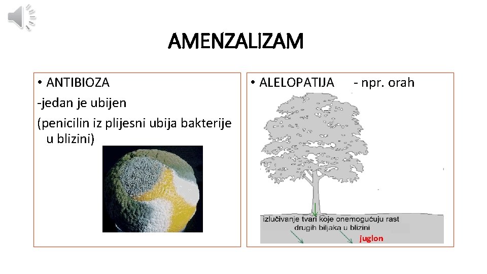 AMENZALIZAM • ANTIBIOZA -jedan je ubijen (penicilin iz plijesni ubija bakterije u blizini) •