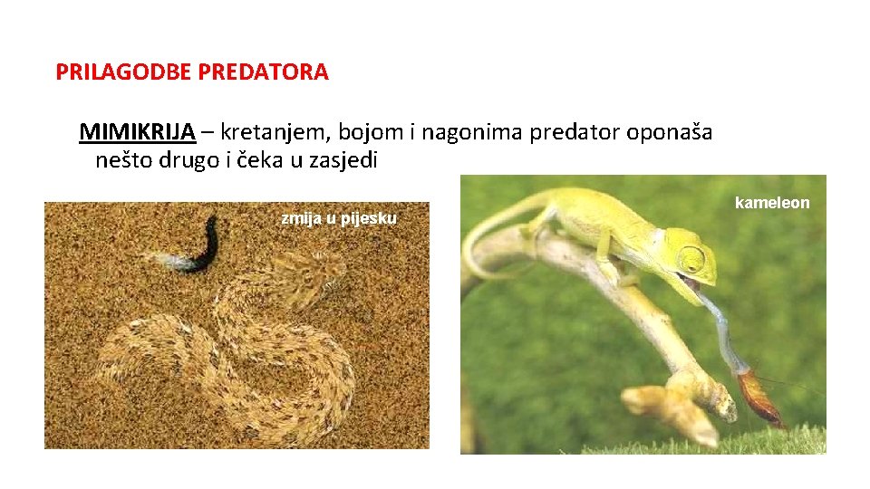 PRILAGODBE PREDATORA MIMIKRIJA – kretanjem, bojom i nagonima predator oponaša nešto drugo i čeka