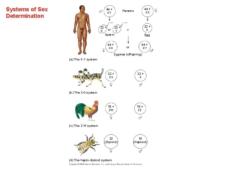 Systems of Sex Determination Parents 44 + XX 22 + or Y X Sperm