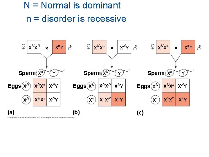 N = Normal is dominant n = disorder is recessive XN XN Sperm Xn