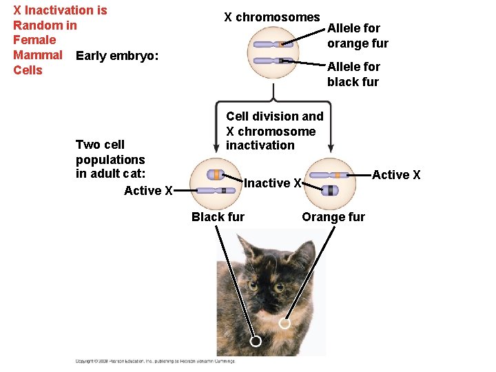 X Inactivation is Random in Female Mammal Early embryo: Cells Two cell populations in