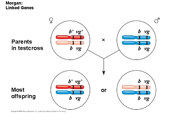 Morgan: Linked Genes b vg b+ vg+ Parents in testcross Most offspring b vg