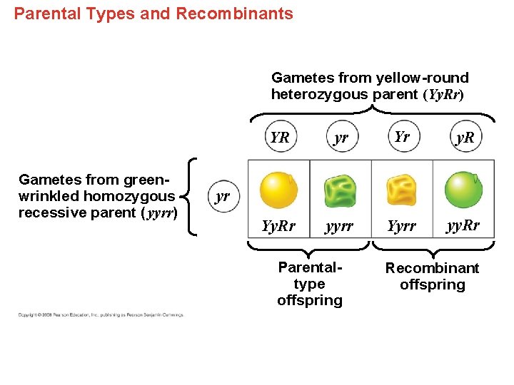 Parental Types and Recombinants Gametes from yellow-round heterozygous parent (Yy. Rr) Gametes from greenwrinkled