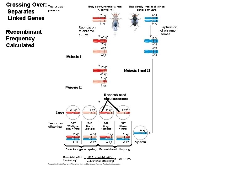 Crossing Over: Testcross parents Separates Linked Genes Gray body, normal wings (F 1 dihybrid)