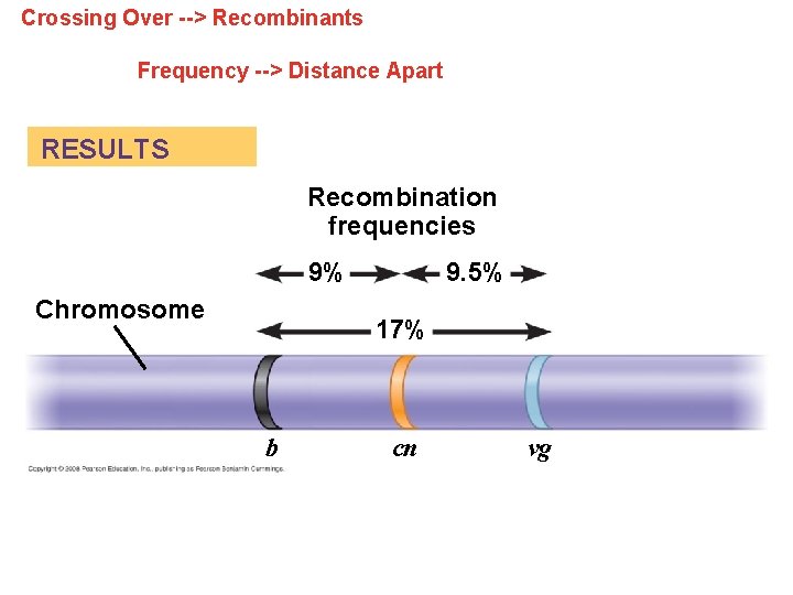 Crossing Over --> Recombinants Frequency --> Distance Apart RESULTS Recombination frequencies 9% Chromosome 9.