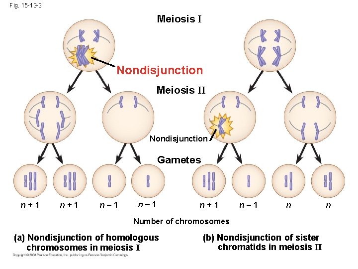 Fig. 15 -13 -3 Meiosis I Nondisjunction Meiosis II Nondisjunction Gametes n+1 n– 1