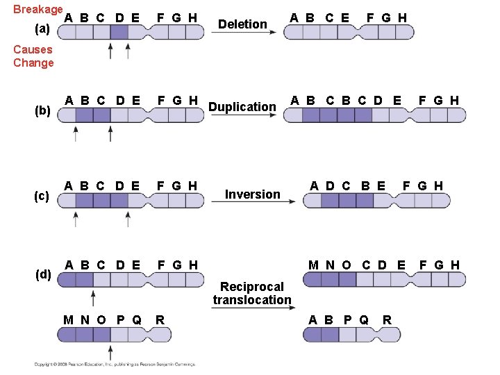 Breakage (a) A B C D E F G H Deletion A B C