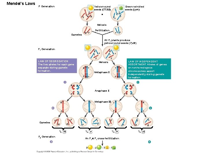 Mendel’s Laws P Generation Yellow-round seeds (YYRR) Y Y R r R Green-wrinkled seeds