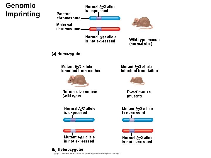 Genomic Imprinting Paternal chromosome Normal Igf 2 allele is expressed Maternal chromosome Normal Igf