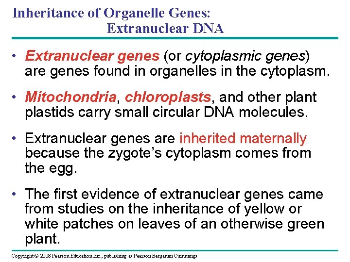 Inheritance of Organelle Genes: Extranuclear DNA • Extranuclear genes (or cytoplasmic genes) are genes