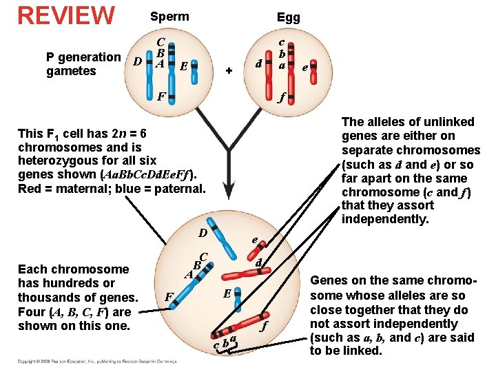 REVIEW P generation D gametes Sperm C B A Egg E + c b