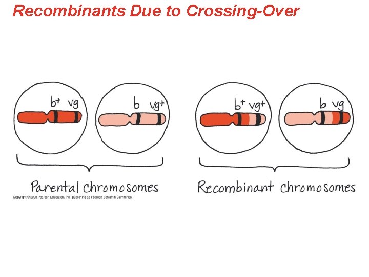 Recombinants Due to Crossing-Over 