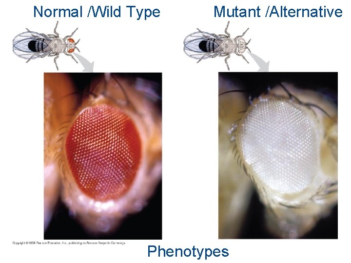 Normal /Wild Type Mutant /Alternative Phenotypes 