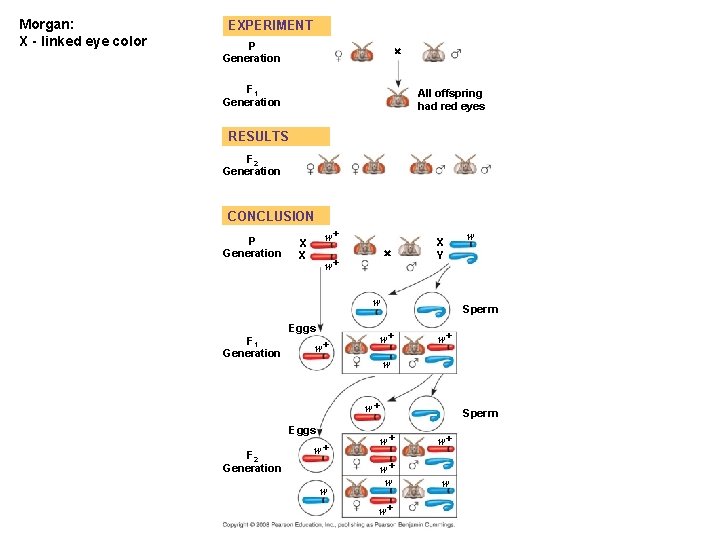 Morgan: X - linked eye color EXPERIMENT P Generation F 1 Generation All offspring