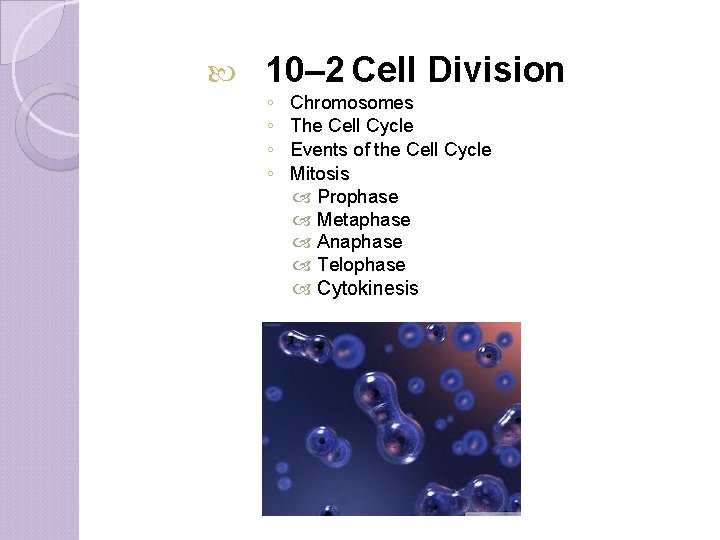  10– 2 Cell Division ◦ ◦ Chromosomes The Cell Cycle Events of the