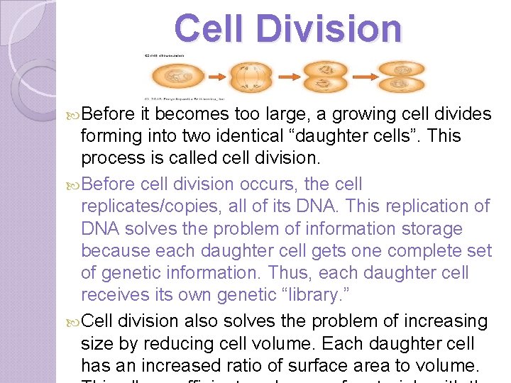 Cell Division Before it becomes too large, a growing cell divides forming into two
