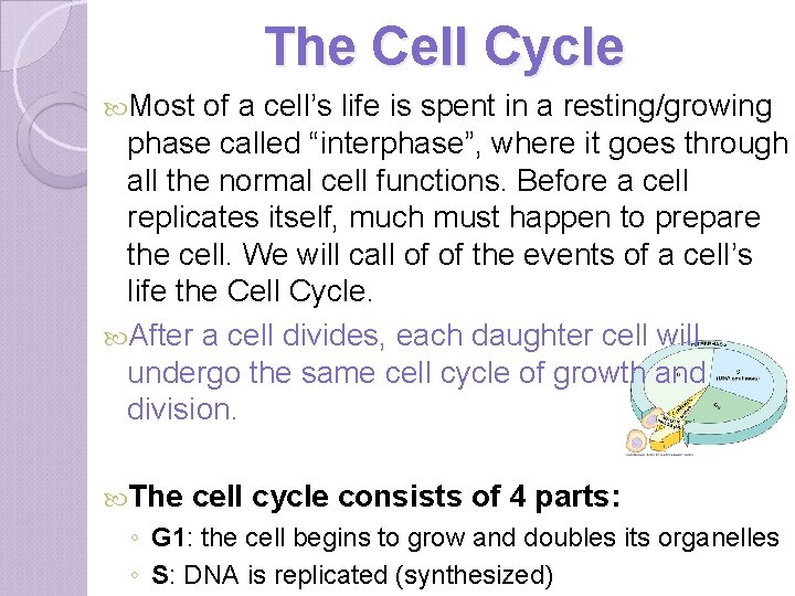 The Cell Cycle Most of a cell’s life is spent in a resting/growing phase