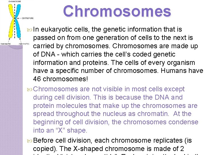 Chromosomes In eukaryotic cells, the genetic information that is passed on from one generation