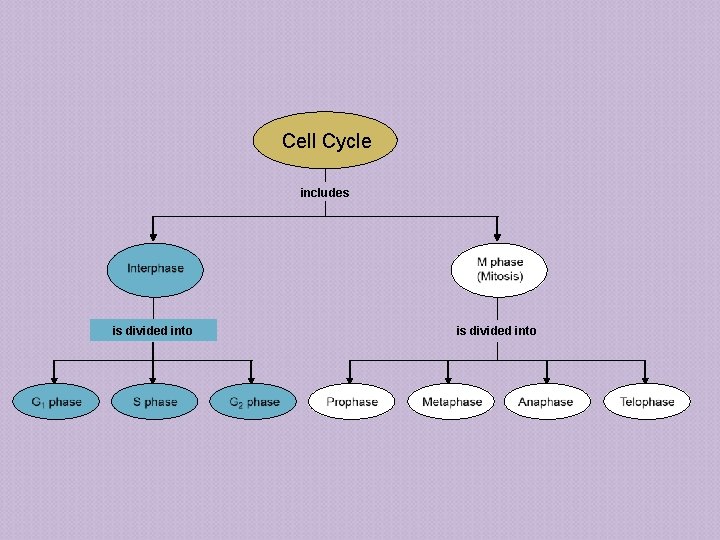 Cell Cycle includes is divided into 