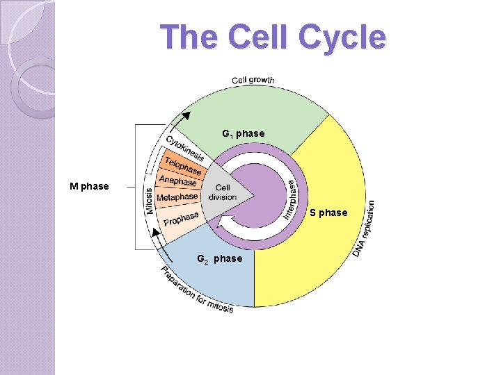 The Cell Cycle G 1 phase M phase S phase G 2 phase 