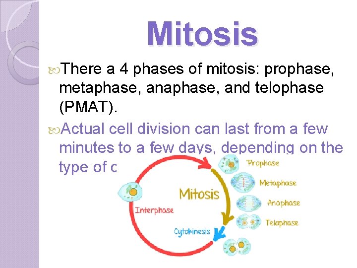 Mitosis There a 4 phases of mitosis: prophase, metaphase, and telophase (PMAT). Actual cell