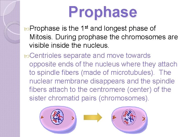 Prophase is the 1 st and longest phase of Mitosis. During prophase the chromosomes