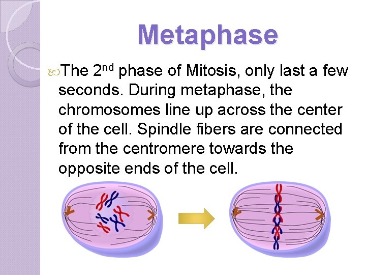 Metaphase The 2 nd phase of Mitosis, only last a few seconds. During metaphase,