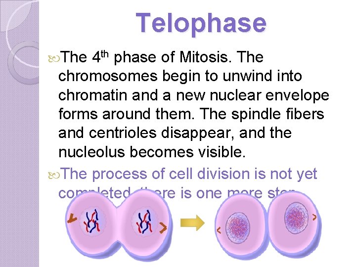 Telophase The 4 th phase of Mitosis. The chromosomes begin to unwind into chromatin