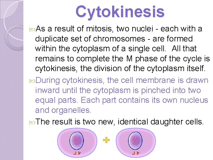 Cytokinesis As a result of mitosis, two nuclei - each with a duplicate set