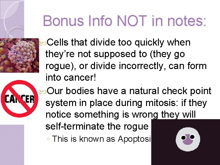 Bonus Info NOT in notes: Cells that divide too quickly when they’re not supposed