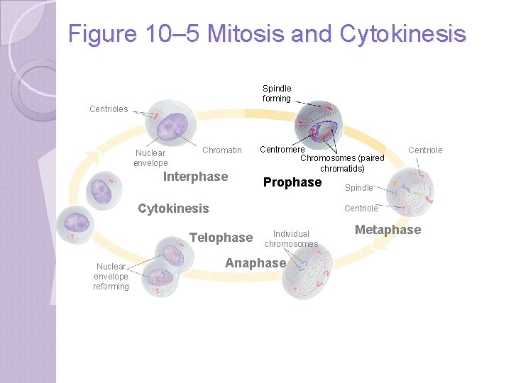 Figure 10– 5 Mitosis and Cytokinesis Spindle forming Centrioles Nuclear envelope Chromatin Interphase Centromere