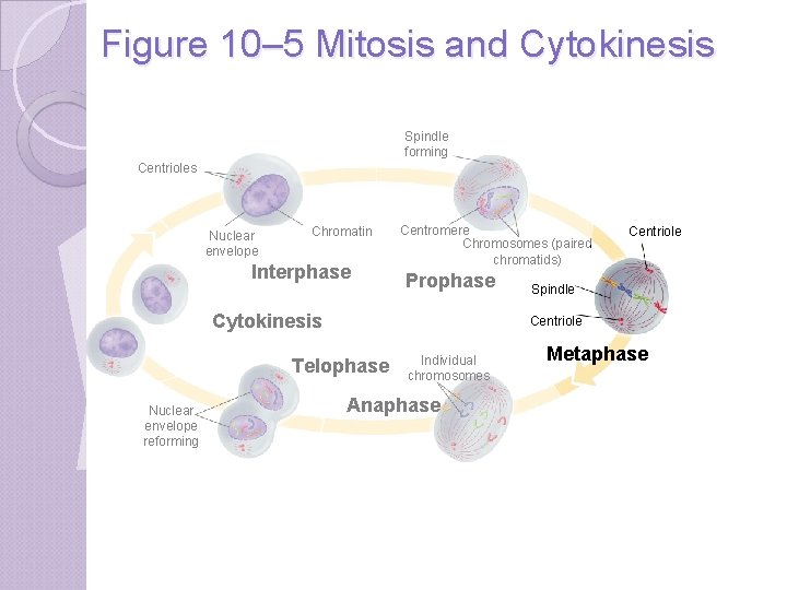 Figure 10– 5 Mitosis and Cytokinesis Spindle forming Centrioles Nuclear envelope Chromatin Interphase Centromere
