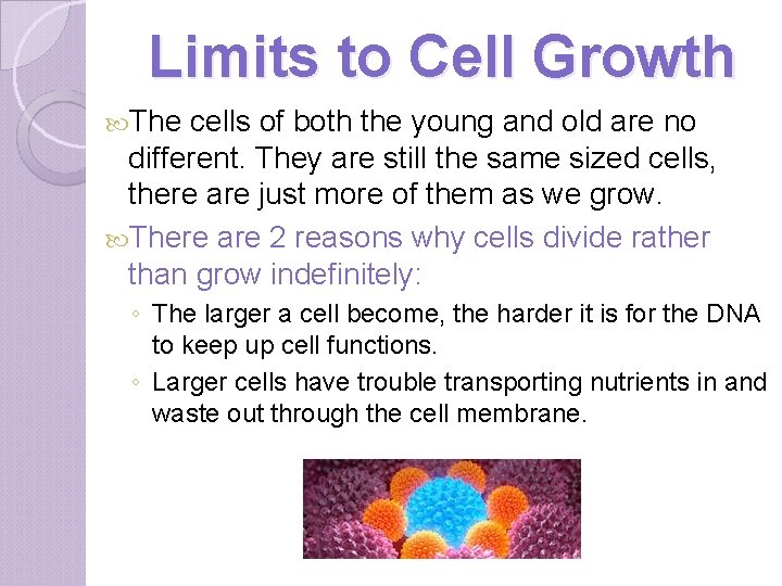 Limits to Cell Growth The cells of both the young and old are no
