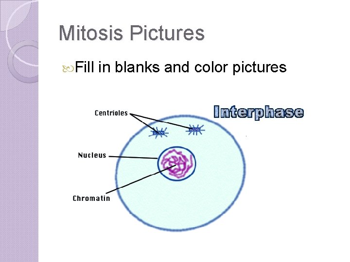 Mitosis Pictures Fill in blanks and color pictures 