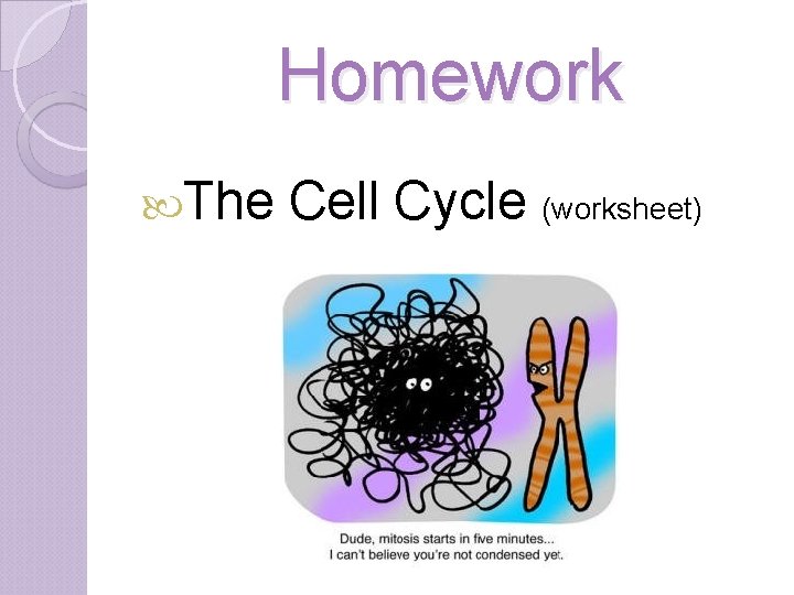 Homework The Cell Cycle (worksheet) 