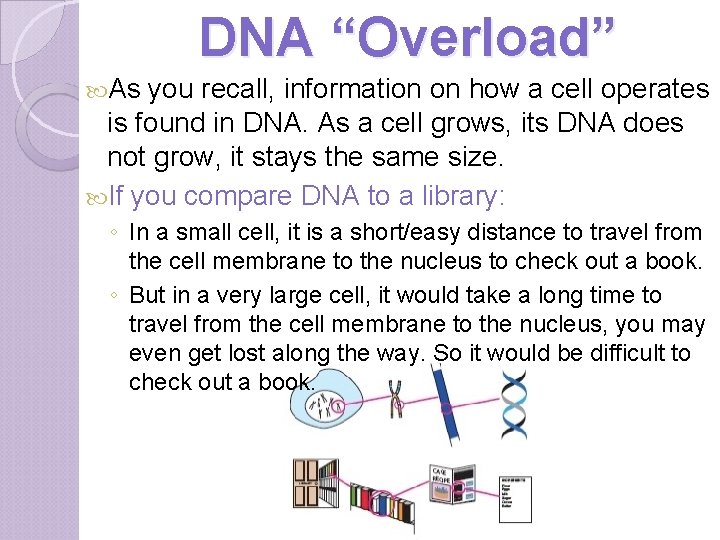 DNA “Overload” As you recall, information on how a cell operates is found in