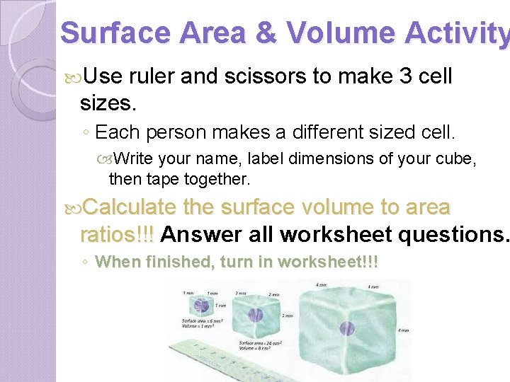 Surface Area & Volume Activity Use ruler and scissors to make 3 cell sizes.