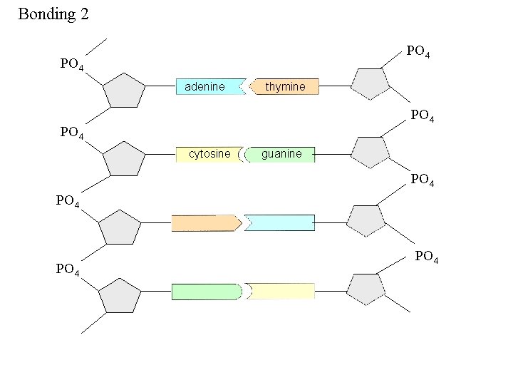 Bonding 2 PO 4 adenine thymine PO 4 cytosine guanine PO 4 