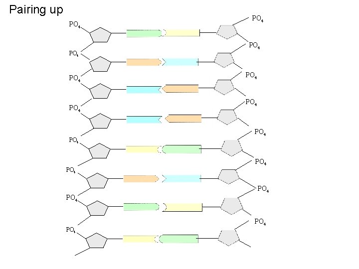 Pairing up PO 4 PO 4 PO 4 PO 4 