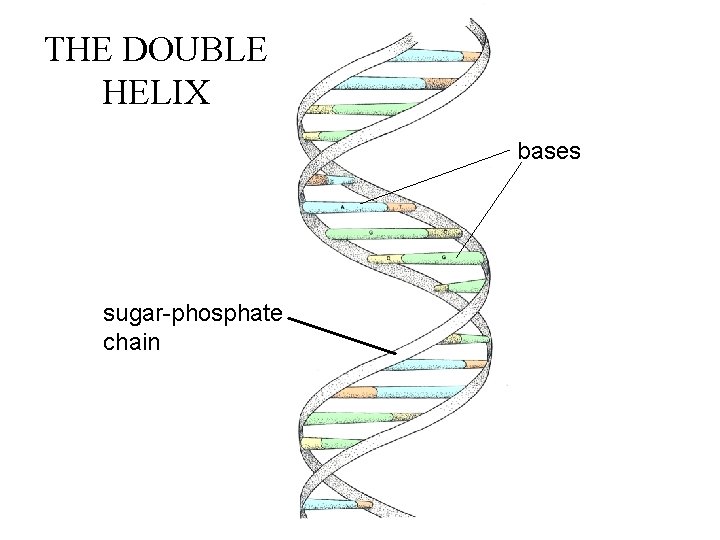 THE DOUBLE HELIX bases sugar-phosphate chain 