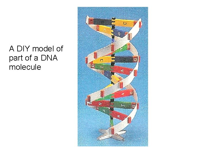 A DIY model of part of a DNA molecule 