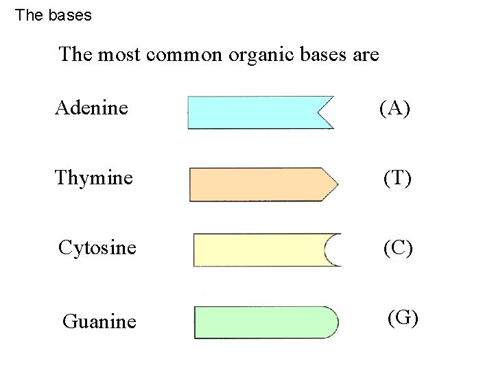 The bases The most common organic bases are Adenine (A) Thymine (T) Cytosine (C)