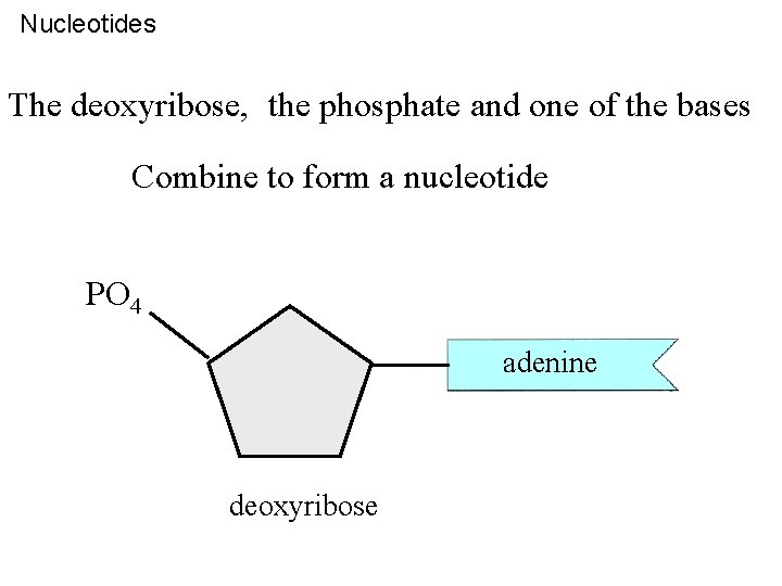 Nucleotides The deoxyribose, the phosphate and one of the bases Combine to form a