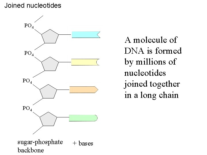 Joined nucleotides PO 4 A molecule of DNA is formed by millions of nucleotides
