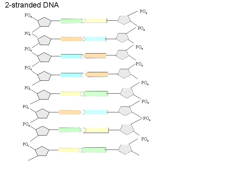 2 -stranded DNA PO 4 PO 4 PO 4 PO 4 
