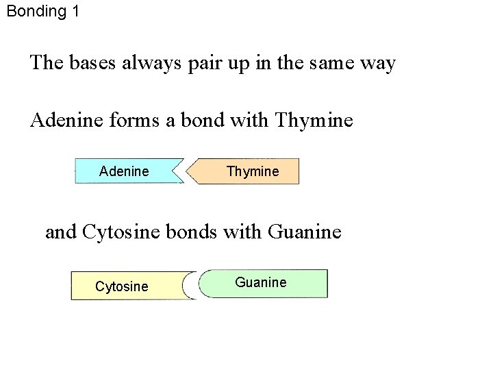 Bonding 1 The bases always pair up in the same way Adenine forms a