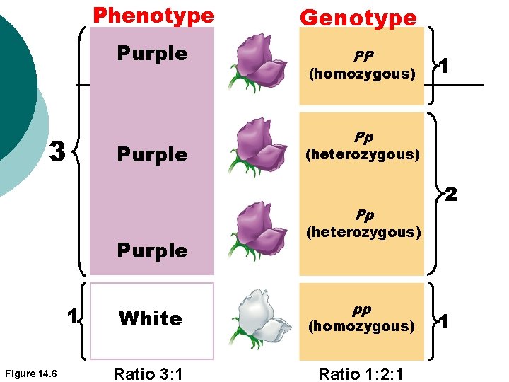 3 Phenotype Genotype Purple PP Purple (homozygous) Pp (heterozygous) Pp Purple 1 Figure 14.